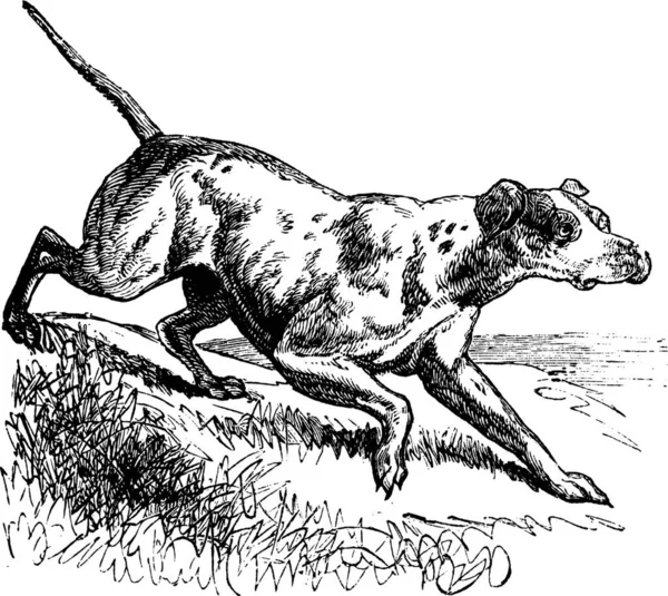 Pointer Engels Pointer Canis Lupus Familiaris Vintage Gravure Oude Gegraveerde — Stockvector