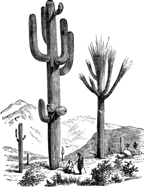 Saguaro Vagy Carnegiea Gigantea Vintage Metszet Régi Gravírozott Illusztrációja Egy — Stock Vector