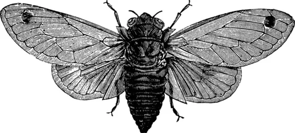 十七年蝉やヴィンテージ周期ゼミ 古い刻まれた 年の蝉のイラスト — ストックベクタ