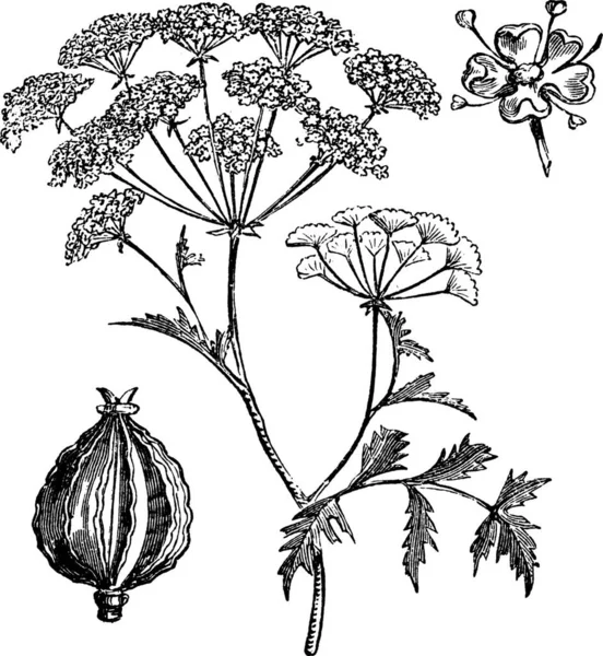 Hemlock Poison Hemlock Conium Maculatum Incisione Vintage Vecchia Illustrazione Incisa — Vettoriale Stock