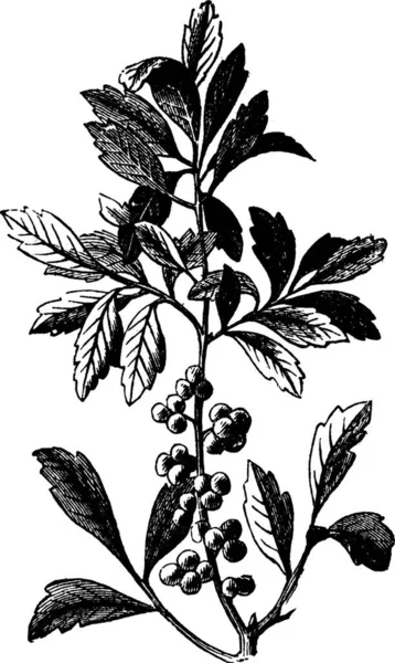 Southern Wax Myrtle Southern Bayberry Candleberry Tallow Myrica Cerifera Gravura —  Vetores de Stock