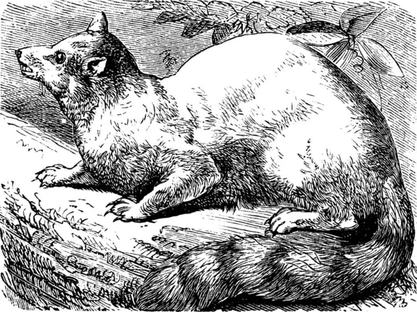 Ringtail Ring Tailed Cat Bassariscus Astutus Vintage Engraving 꼬리를 — 스톡 벡터