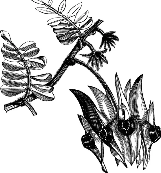 Sturt Desert PeaまたはSwainsona Formosa ヴィンテージ彫刻 センターのある葉のような花を示すSwainsona Formosaの古い刻まれたイラスト — ストックベクタ