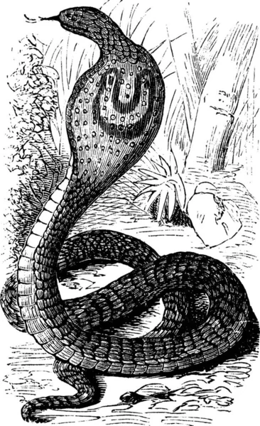 Cobra Indien Cobra Spectaculaire Naja Naja Gravure Vintage Ancienne Illustration — Image vectorielle