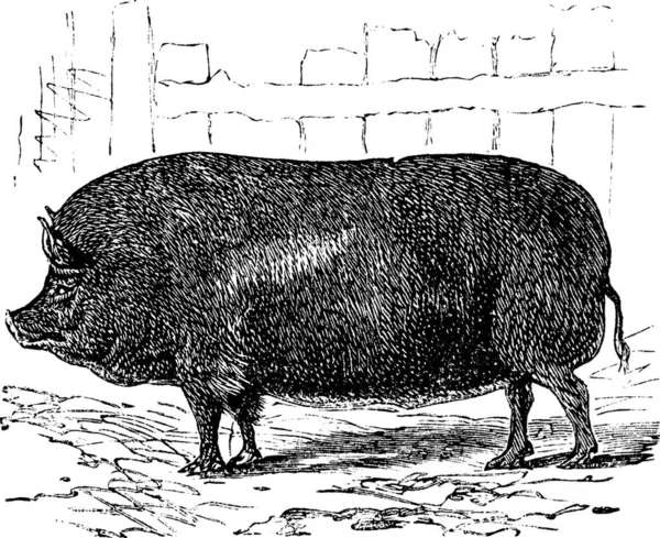 Essex Sus Bucculentus Vintage Engraving Old Engraved Illustration Essex Pig — Stock Vector