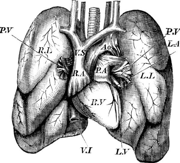 Corazón Humano Pulmones Grabado Vintage Antigua Ilustración Grabada Del Corazón — Archivo Imágenes Vectoriales