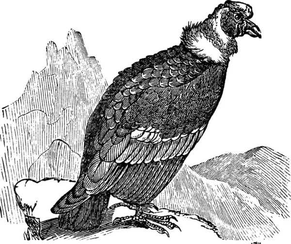 安第斯秃鹰或Vultur Gryphus 老式雕刻 安第斯秃鹰的古老雕刻图解 — 图库矢量图片