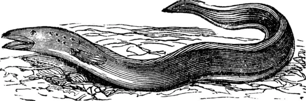 Conger Yılanbalığı Veya Conger Eski Oyma Conger Yılan Balığının Eski — Stok Vektör