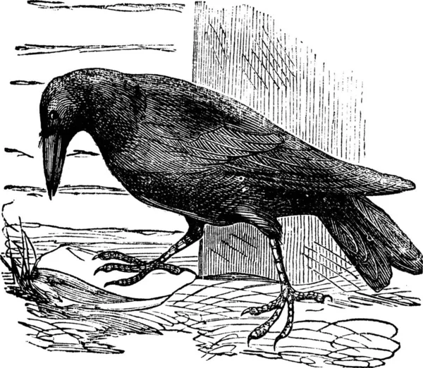 Raven Corvus Gravura Vintage Ilustração Gravada Velha Corvo —  Vetores de Stock