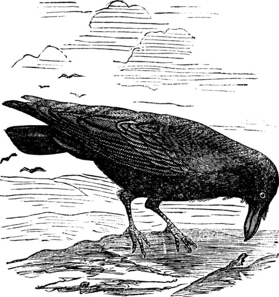 Gewone Raaf Noordelijke Raaf Corvus Corax Vintage Gravure Oude Gegraveerde — Stockvector