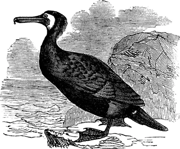 Grande Cormorano Grande Cormorano Nero Cormorano Nero Black Shag Phalacrocorax — Vettoriale Stock