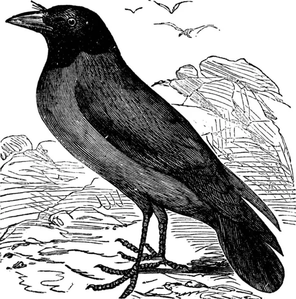 Hooded Crow Hoodiecrow Corvus Cornix Vintage Engraving 저주받은 까마귀의 — 스톡 벡터