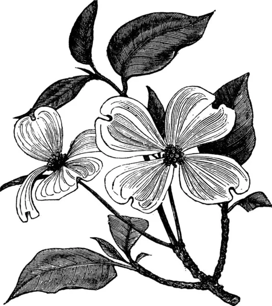 Flowering Dogwood Cornus Florida Vintage Engraving Old Engraved Illustration Flowering — Stock Vector