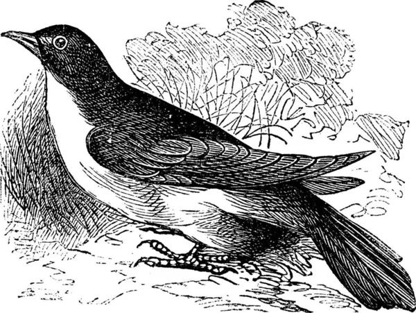 Corbeau Bec Jaune Corbeau Pluvial Corbeau Orage Coccyzus Americanus Gravure — Image vectorielle