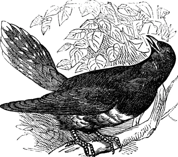 Common Cuckoo Cuculus Canorus Vintage Engraving 수있는 — 스톡 벡터