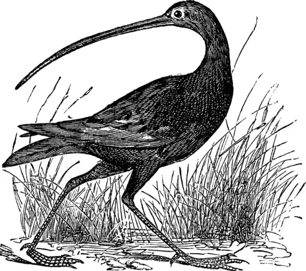 Curlew Pico Delgado Numenius Tenuirostris Grabado Vintage Antigua Ilustración Grabada — Vector de stock