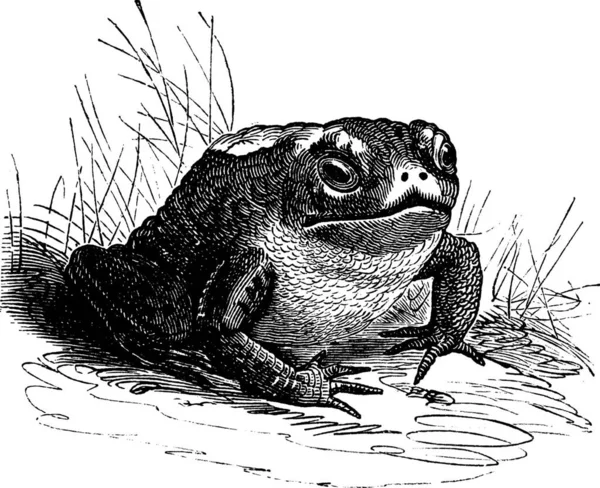 Κοινή Toad Bufo Vintage Χάραξη Παλιά Χαραγμένη Απεικόνιση Ενός Κοινού — Διανυσματικό Αρχείο