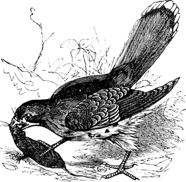 Falcon Falco Gravure Vintage Ancienne Illustration Gravée Faucon Nourrissant Une — Image vectorielle