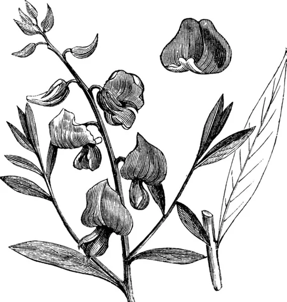 Sunn Veya Sunn Hemp Veya Crotalaria Juncea Eski Oyma Çiçekleri — Stok Vektör