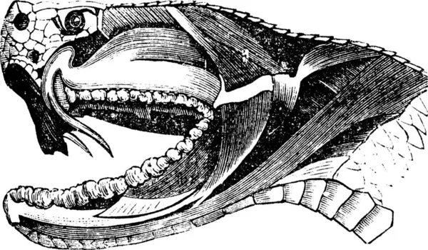 Testa Serpente Vipera Incisione Vintage Vecchia Illustrazione Incisa Una Sezione — Vettoriale Stock