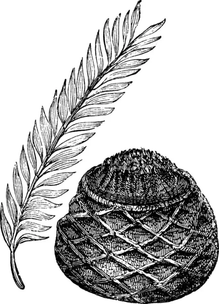 Sago Palm King Sago Palm Cycas Revoluta Gravura Vintage Ilustração —  Vetores de Stock