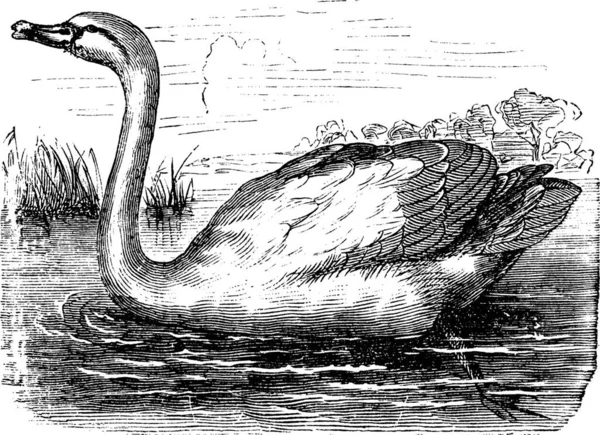 Mute Swan Atau Cygnus Olor Ukiran Antik Old Terukir Ilustrasi - Stok Vektor