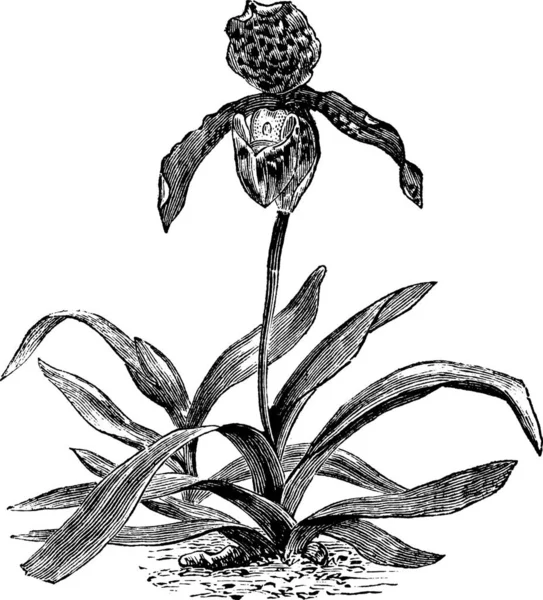 Paphiopedilum Orchidée Paphiopedilum Exsudent Gravure Vintage Ancienne Illustration Gravée Une — Image vectorielle