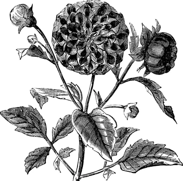 Illustration Vectorielle Motif Floral Gravé Noir Blanc — Image vectorielle