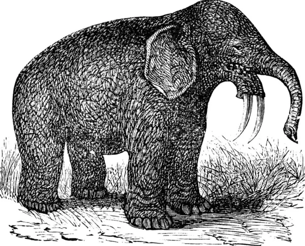 Dinotherium Hoe Tusker Dinotherium Giganteum Vintage Χάραξη Παλιά Χαραγμένη Απεικόνιση — Διανυσματικό Αρχείο