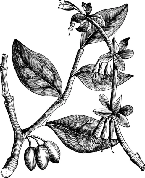 Palissandre Dirca Palustris Gravure Vintage Ancienne Illustration Gravée Une Plante — Image vectorielle