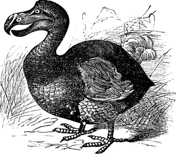 Dodo Raphus Cucullatus Incisione Vintage Antica Illustrazione Incisa Dodo — Vettoriale Stock