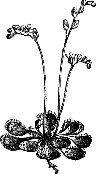 Sundew Круглолистный Sundew Drosera Rotundifolia Винтажная Гравировка Старая Гравированная Иллюстрация — стоковый вектор