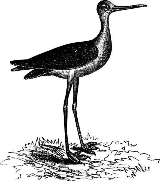 Stilt Pescoço Preto Himantopus Mexicanus Gravura Vintage Ilustração Gravada Velha — Vetor de Stock