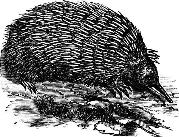 Echidna Spiny Anteater Zaglossus Tachyglossus Grabado Vintage Antigua Ilustración Grabada — Archivo Imágenes Vectoriales