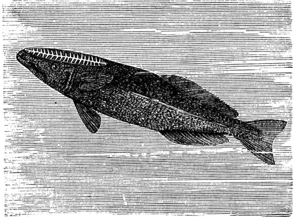 飞鱼Remora或Remora Brachyptera 老式雕刻 小鱼雷莫拉的旧雕塑画 — 图库矢量图片