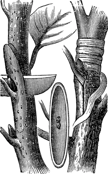 Векторная Иллюстрация Растения — стоковый вектор