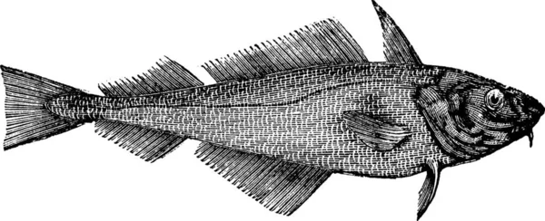 Schellfisch Oder Seehecht Oder Melanogrammus Aeglefinus Jahrgangsgravur Alte Gestochene Illustration — Stockvektor