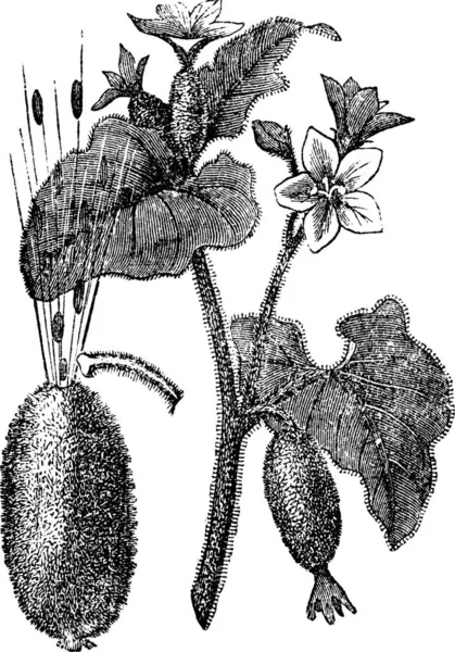 Огурец Взрывающийся Огурец Ecballium Elaterium Винтажная Гравировка Старая Гравированная Иллюстрация — стоковый вектор