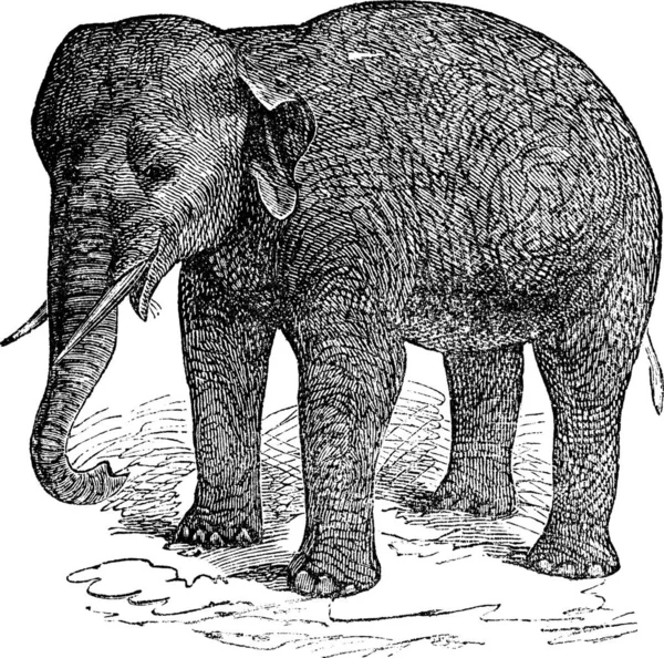 Elefante Asiático Elefante Asiático Elephas Maximus Grabado Vintage Antigua Ilustración — Archivo Imágenes Vectoriales