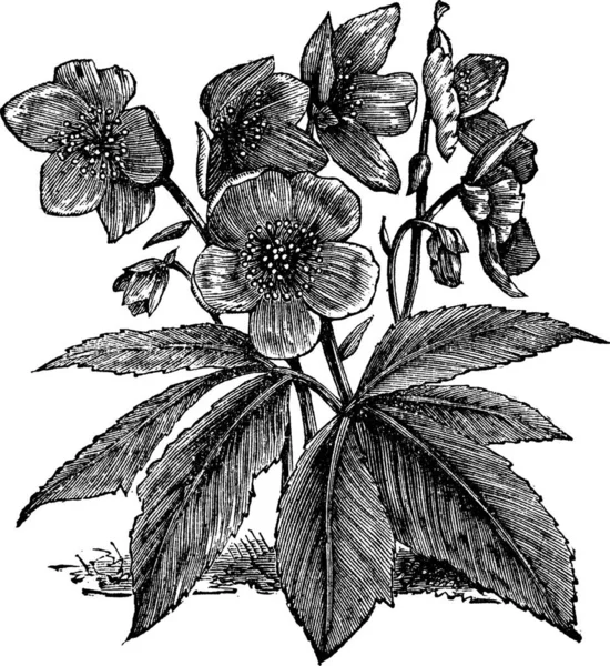 Hellebore Noir Rose Noël Helleborus Niger Gravure Vintage Ancienne Illustration — Image vectorielle