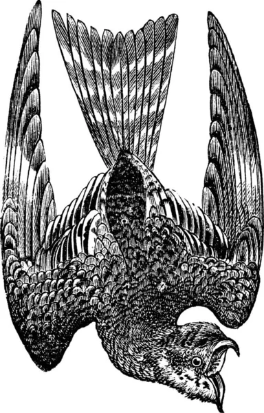 夜鹰隐形或 Nyctiprogne Lurocalis Chordeiles Podager Nacunda 复古雕刻 旧刻夜鹰隐形图 — 图库矢量图片
