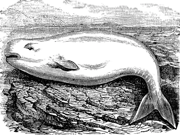 Béluga Baleine Blanche Delphinapterus Leucas Gravure Vintage Ancienne Illustration Gravée — Image vectorielle