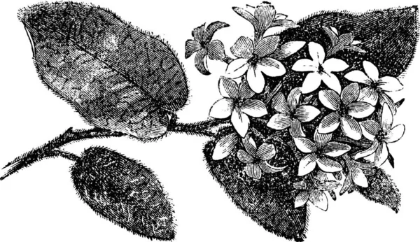 Mayflower Trailing Arbutus Epigaea Repens Vintage Engraving Old Engraved Illustration — Stock Vector