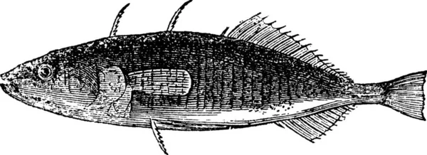 Driedoornige Stickleback Gasterosteus Aculeatus Vintage Gravure Oude Gegraveerde Illustratie Van — Stockvector