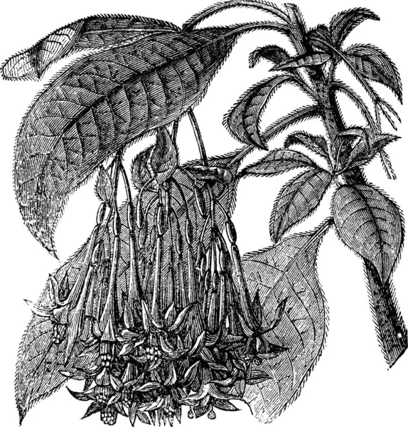 フクシア Corymbiflora ヴィンテージの彫刻 古い彫刻フクシア Corymbiflora 葉や花 白い背景で隔離のイラスト — ストックベクタ
