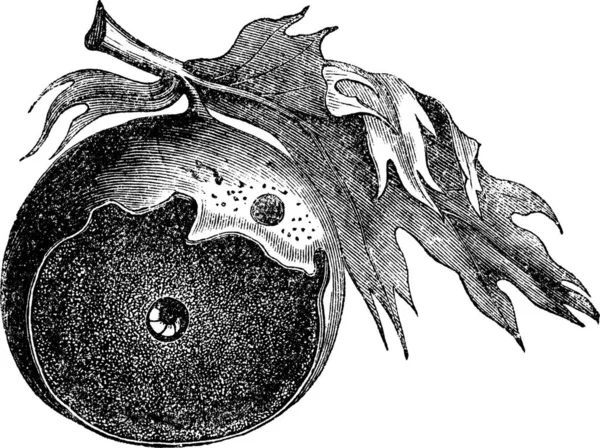 Gall Oak Way Insect Evcapes Gravure Vintage Ancienne Illustration Gravée — Image vectorielle