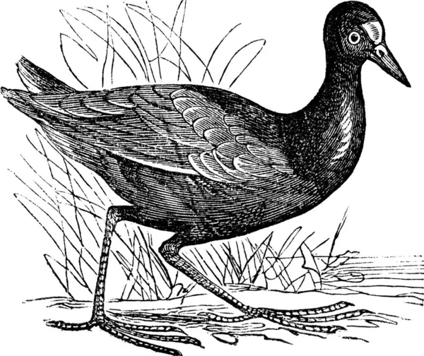 Gemeenschappelijke Moorhen Gallinula Chloropus Gemeenschappelijke Gallinule Gallinula Galeata Vintage Gravure — Stockvector