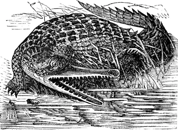 Gharial Gavialis Gangeticus Indian Gavial Gavial Fish Eating Crocodile Long — Stock Vector