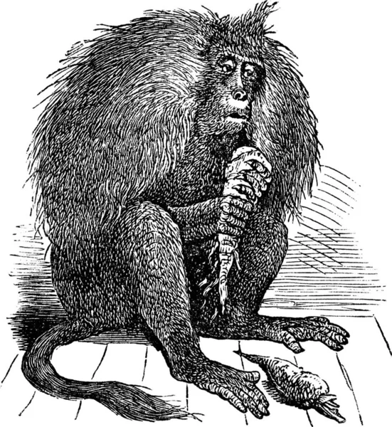 Gelada Theropithecus Gelada Gelada Baboon Vintage Engraving 당근을 라다의 — 스톡 벡터