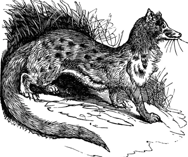 Rusty Spotted Genet Genetta Maculata Panther Genet Vintage Gravure Oude — Stockvector